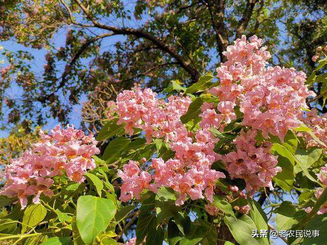 农村常见楸树，被称“木王”，价值很高，叶子是美味，别当柴来烧
