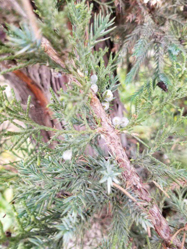 侧柏、柏木、圆柏的识别技巧，很实用。