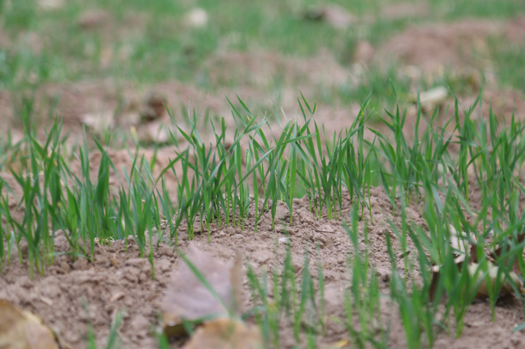 领跑！北京这个镇千亩闲地变良田