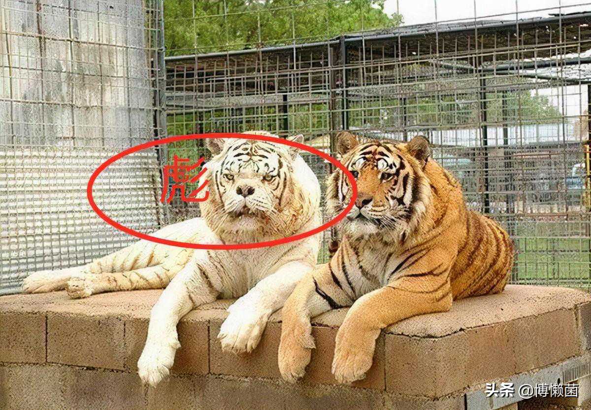 古语：虎生三子，必有一彪，彪是真实存在吗？它真能猎杀老虎吗？