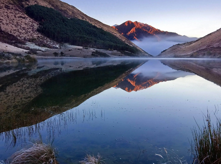 用途广泛的树种——檫木植物非试管高效快繁